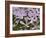 Wild Blue Phlox, Great Smoky Mountains National Park, Tennessee, USA-Adam Jones-Framed Photographic Print