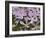 Wild Blue Phlox, Great Smoky Mountains National Park, Tennessee, USA-Adam Jones-Framed Photographic Print