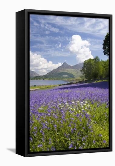 Wild Bluebells (Hyacinthoides Non-Scripta) Beside Loch Leven-Ruth Tomlinson-Framed Premier Image Canvas