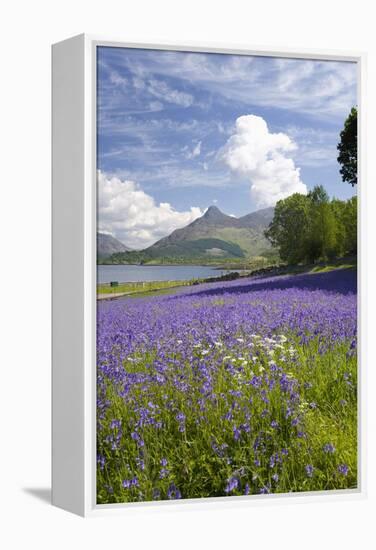 Wild Bluebells (Hyacinthoides Non-Scripta) Beside Loch Leven-Ruth Tomlinson-Framed Premier Image Canvas