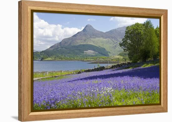 Wild Bluebells (Hyacinthoides Non-Scripta) Beside Loch Leven-Ruth Tomlinson-Framed Premier Image Canvas