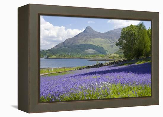 Wild Bluebells (Hyacinthoides Non-Scripta) Beside Loch Leven-Ruth Tomlinson-Framed Premier Image Canvas