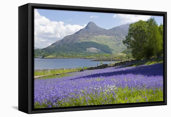 Wild Bluebells (Hyacinthoides Non-Scripta) Beside Loch Leven-Ruth Tomlinson-Framed Premier Image Canvas