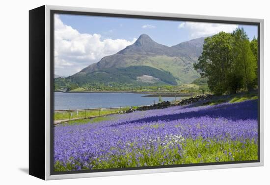 Wild Bluebells (Hyacinthoides Non-Scripta) Beside Loch Leven-Ruth Tomlinson-Framed Premier Image Canvas