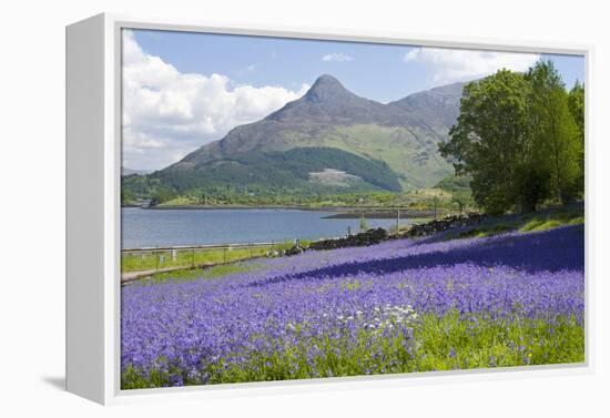 Wild Bluebells (Hyacinthoides Non-Scripta) Beside Loch Leven-Ruth Tomlinson-Framed Premier Image Canvas