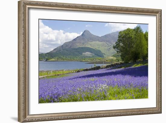 Wild Bluebells (Hyacinthoides Non-Scripta) Beside Loch Leven-Ruth Tomlinson-Framed Photographic Print