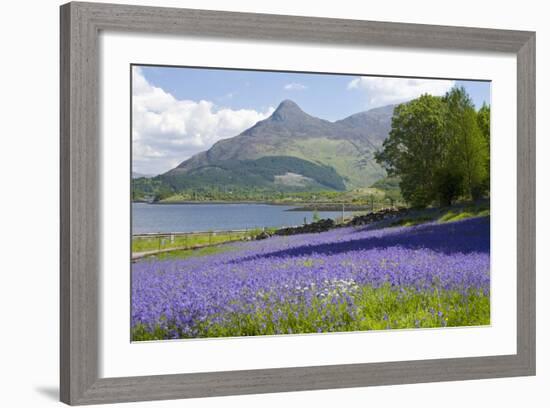 Wild Bluebells (Hyacinthoides Non-Scripta) Beside Loch Leven-Ruth Tomlinson-Framed Photographic Print