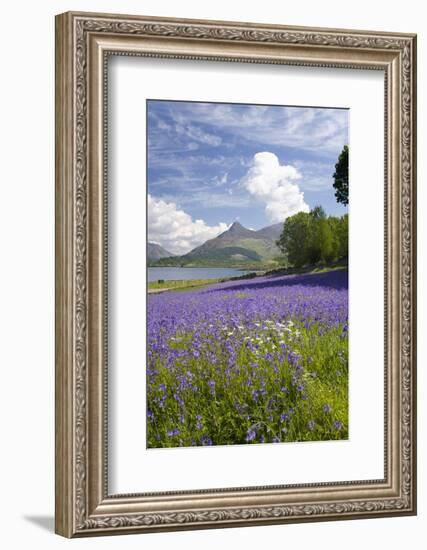 Wild Bluebells (Hyacinthoides Non-Scripta) Beside Loch Leven-Ruth Tomlinson-Framed Photographic Print