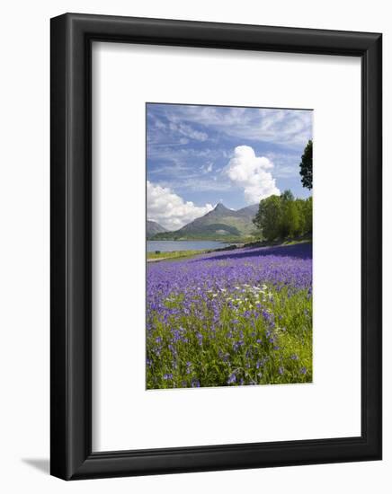 Wild Bluebells (Hyacinthoides Non-Scripta) Beside Loch Leven-Ruth Tomlinson-Framed Photographic Print