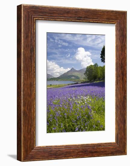 Wild Bluebells (Hyacinthoides Non-Scripta) Beside Loch Leven-Ruth Tomlinson-Framed Photographic Print