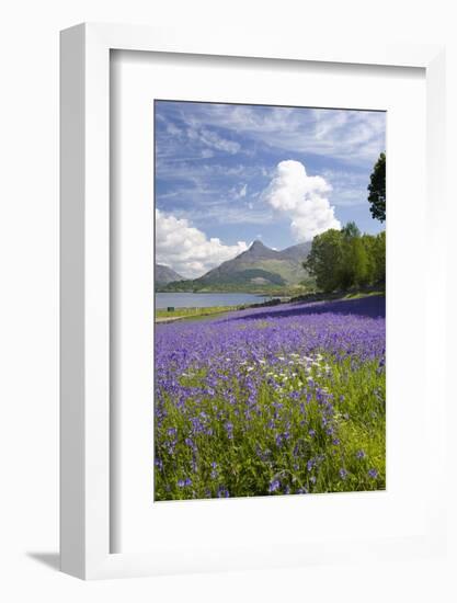 Wild Bluebells (Hyacinthoides Non-Scripta) Beside Loch Leven-Ruth Tomlinson-Framed Photographic Print