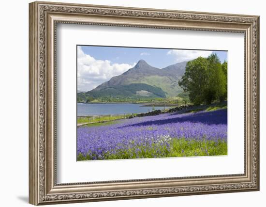 Wild Bluebells (Hyacinthoides Non-Scripta) Beside Loch Leven-Ruth Tomlinson-Framed Photographic Print