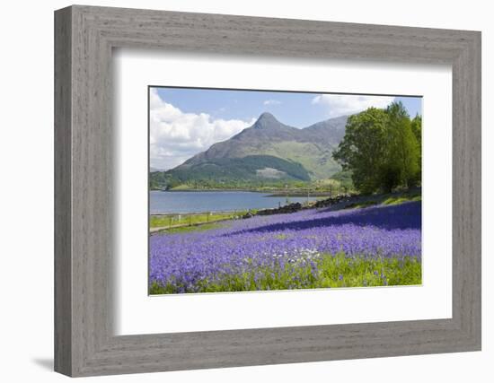 Wild Bluebells (Hyacinthoides Non-Scripta) Beside Loch Leven-Ruth Tomlinson-Framed Photographic Print