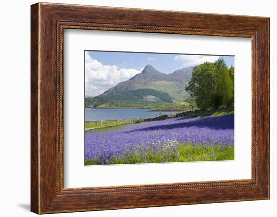 Wild Bluebells (Hyacinthoides Non-Scripta) Beside Loch Leven-Ruth Tomlinson-Framed Photographic Print