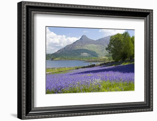 Wild Bluebells (Hyacinthoides Non-Scripta) Beside Loch Leven-Ruth Tomlinson-Framed Photographic Print