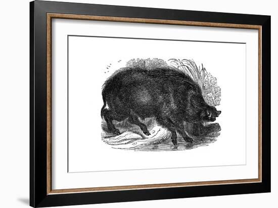 Wild Boar, 1848-null-Framed Giclee Print