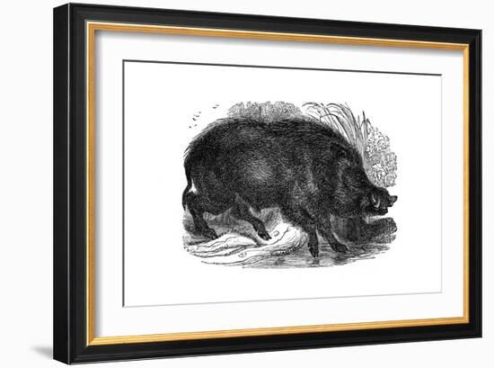 Wild Boar, 1848-null-Framed Giclee Print