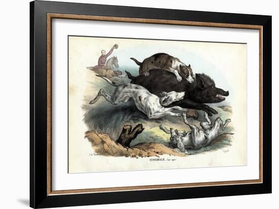 Wild Boar, 1863-79-Raimundo Petraroja-Framed Giclee Print