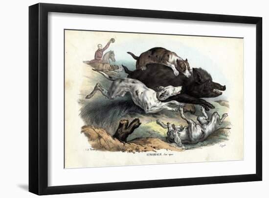 Wild Boar, 1863-79-Raimundo Petraroja-Framed Giclee Print