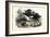 Wild Boar, 1863-79-Raimundo Petraroja-Framed Giclee Print