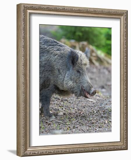 Wild boar in high forest. Enclosure in the Bavarian Forest National Park, Germany, Bavaria-Martin Zwick-Framed Photographic Print