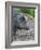 Wild boar in high forest. Enclosure in the Bavarian Forest National Park, Germany, Bavaria-Martin Zwick-Framed Photographic Print