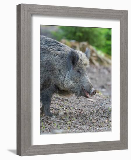 Wild boar in high forest. Enclosure in the Bavarian Forest National Park, Germany, Bavaria-Martin Zwick-Framed Photographic Print