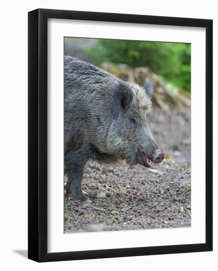 Wild boar in high forest. Enclosure in the Bavarian Forest National Park, Germany, Bavaria-Martin Zwick-Framed Photographic Print