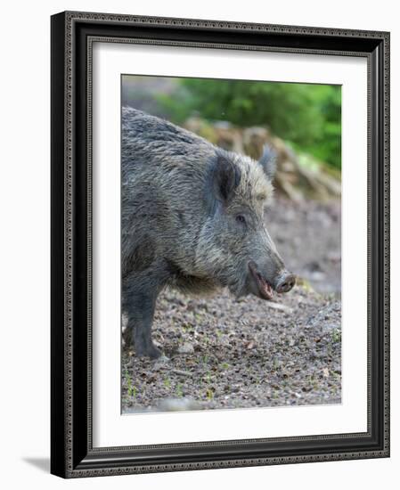 Wild boar in high forest. Enclosure in the Bavarian Forest National Park, Germany, Bavaria-Martin Zwick-Framed Photographic Print