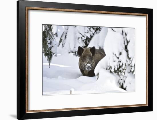 Wild Boar in Winter-Reiner Bernhardt-Framed Photographic Print