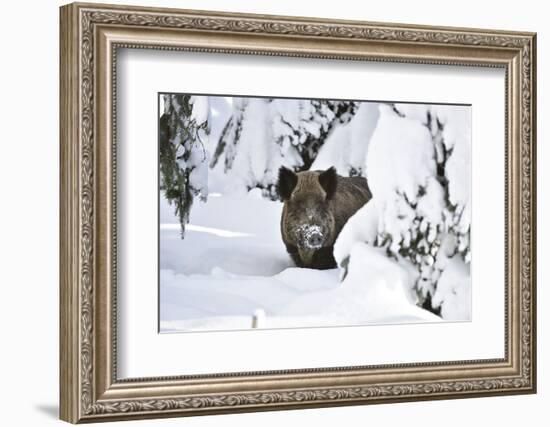 Wild Boar in Winter-Reiner Bernhardt-Framed Photographic Print