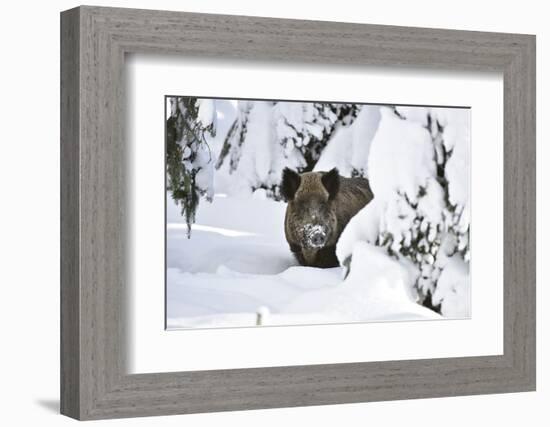 Wild Boar in Winter-Reiner Bernhardt-Framed Photographic Print