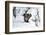 Wild Boar in Winter-Reiner Bernhardt-Framed Photographic Print