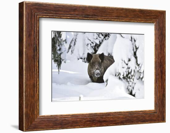 Wild Boar in Winter-Reiner Bernhardt-Framed Photographic Print