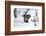 Wild Boar in Winter-Reiner Bernhardt-Framed Photographic Print