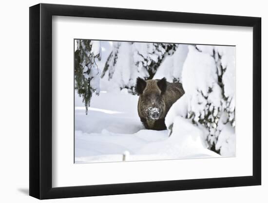 Wild Boar in Winter-Reiner Bernhardt-Framed Photographic Print