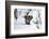 Wild Boar in Winter-Reiner Bernhardt-Framed Photographic Print