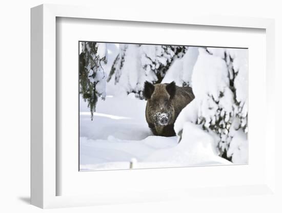 Wild Boar in Winter-Reiner Bernhardt-Framed Photographic Print