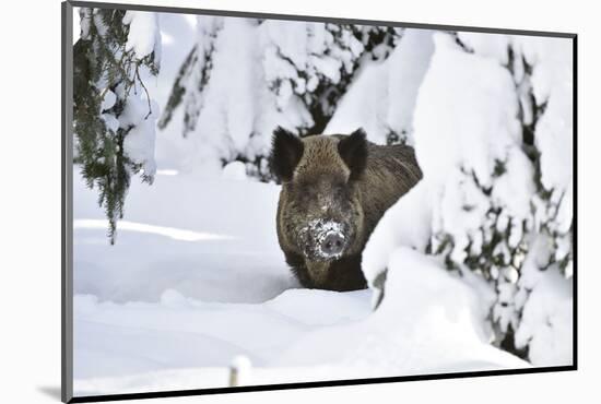Wild Boar in Winter-Reiner Bernhardt-Mounted Photographic Print