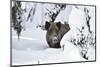 Wild Boar in Winter-Reiner Bernhardt-Mounted Photographic Print