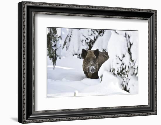 Wild Boar in Winter-Reiner Bernhardt-Framed Photographic Print