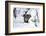 Wild Boar in Winter-Reiner Bernhardt-Framed Photographic Print