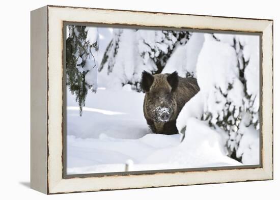 Wild Boar in Winter-Reiner Bernhardt-Framed Premier Image Canvas