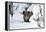 Wild Boar in Winter-Reiner Bernhardt-Framed Premier Image Canvas