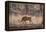 Wild Boar, Ranthambhore National Park, Rajasthan, India, Asia-Janette Hill-Framed Premier Image Canvas