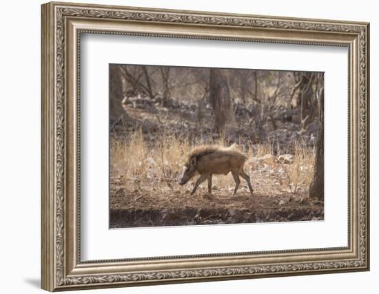 Wild Boar, Ranthambhore National Park, Rajasthan, India, Asia-Janette Hill-Framed Photographic Print