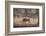 Wild Boar, Ranthambhore National Park, Rajasthan, India, Asia-Janette Hill-Framed Photographic Print