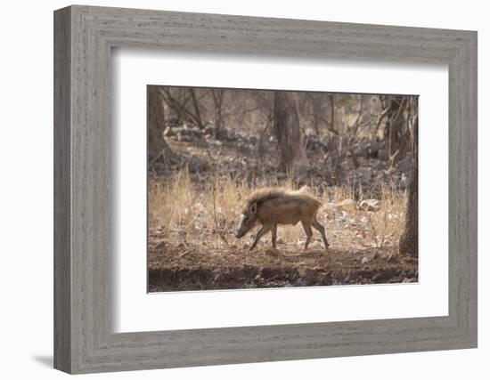 Wild Boar, Ranthambhore National Park, Rajasthan, India, Asia-Janette Hill-Framed Photographic Print