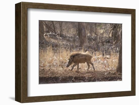 Wild Boar, Ranthambhore National Park, Rajasthan, India, Asia-Janette Hill-Framed Photographic Print