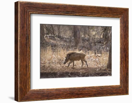 Wild Boar, Ranthambhore National Park, Rajasthan, India, Asia-Janette Hill-Framed Photographic Print